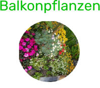 Balkonpflanzen